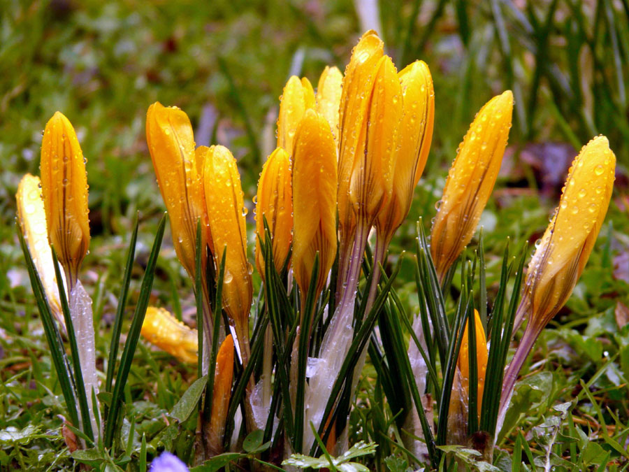 Crocus Plants