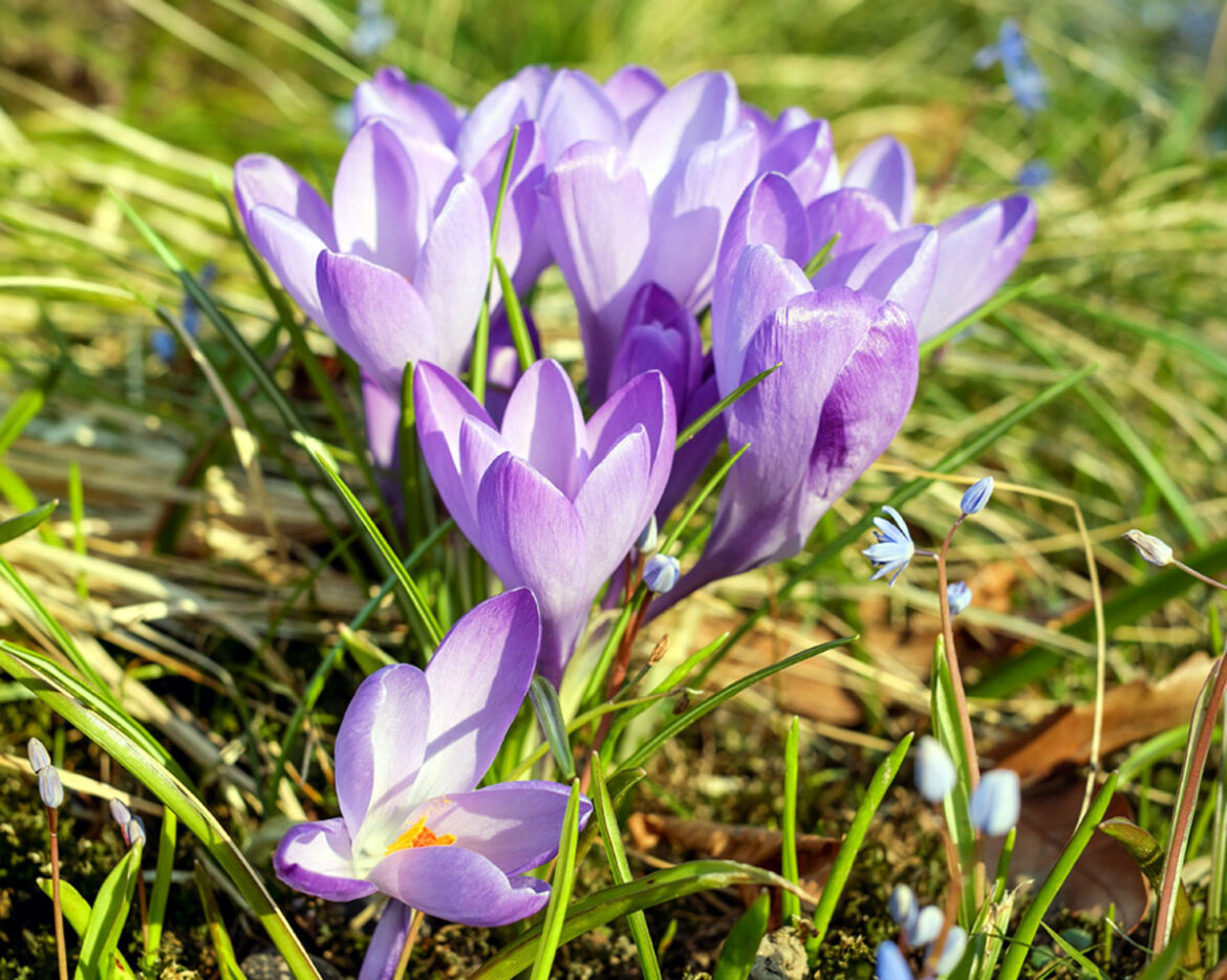 How to Grow Crocus Plants | Growing Crocus from bulbs