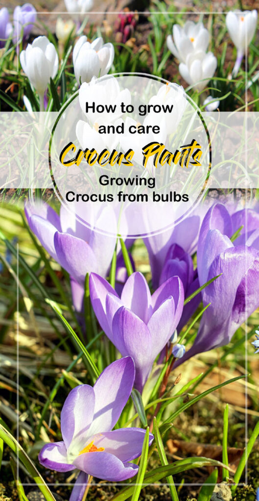 Crocus Plants | Growing Crocus from bulbs