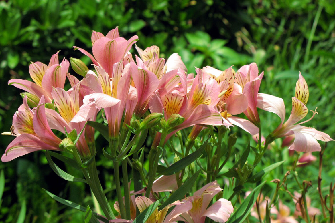 How to Grow Peruvian lily | Growing Alstroemeria plant