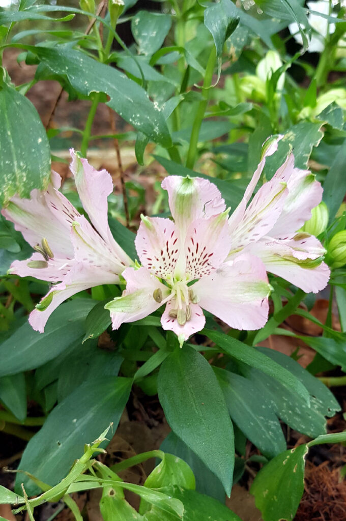 Alstroemeria plant