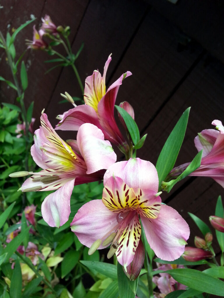 Peruvian lily