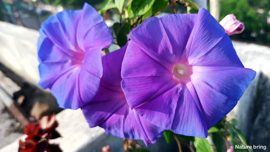 Climber Plants