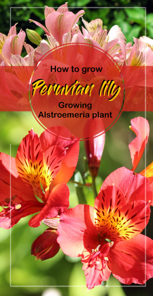 Peruvian lily