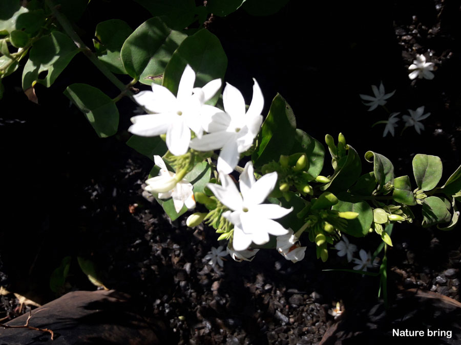 Climber Plants