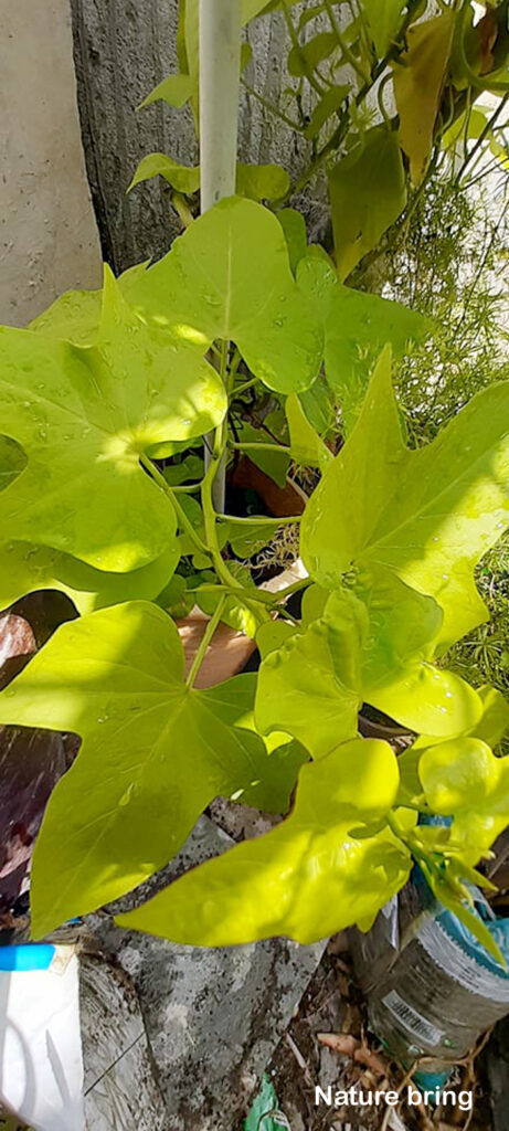 Growing  Sweet Potato