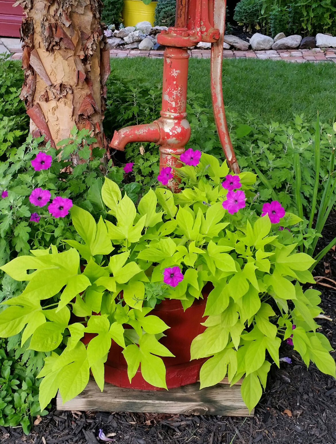 Growing  Sweet Potato Vine | Ornamental Sweet Potato