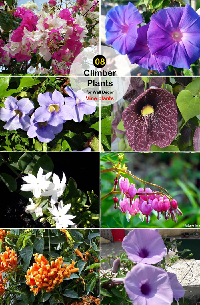 Climber Plants | Vine plants