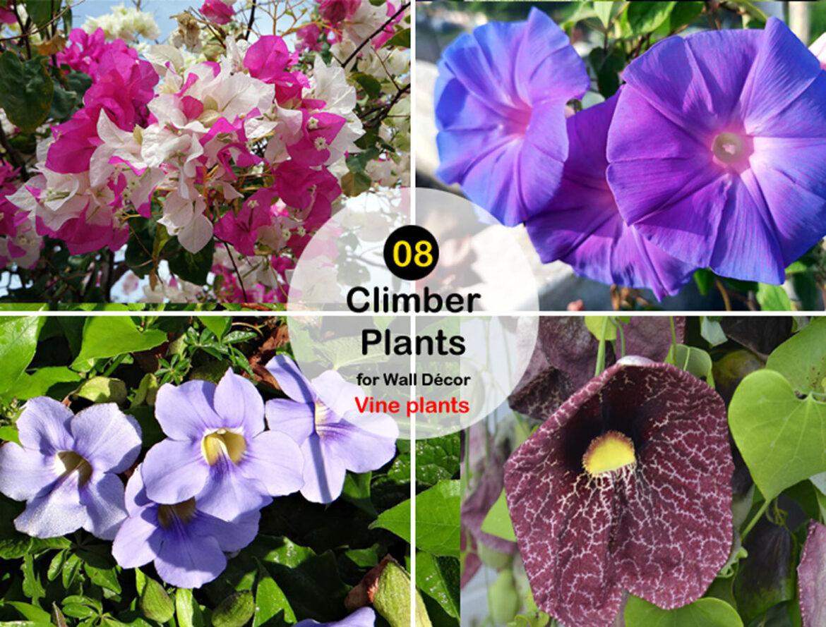 8 Climber Plants for Wall Décor | Vine plants