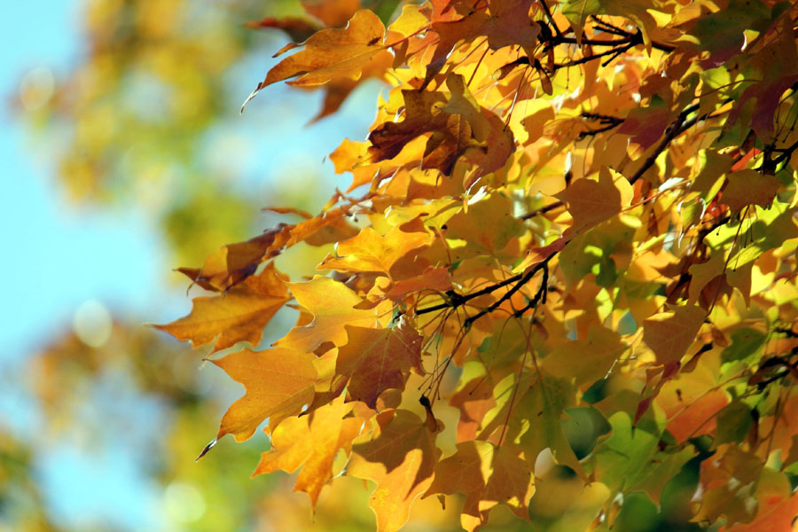 Japanese Maples