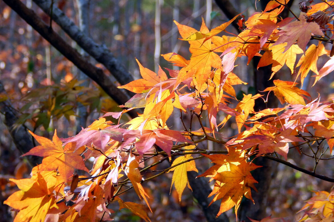 How to Grow Japanese Maple Trees | Japanese Maples care