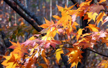 Japanese Maple Trees