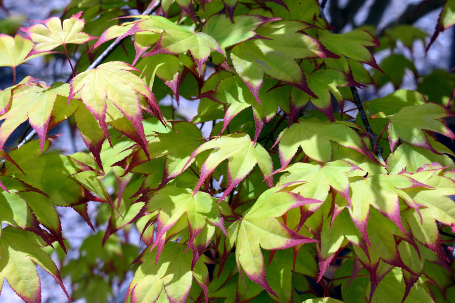 Japanese Maples