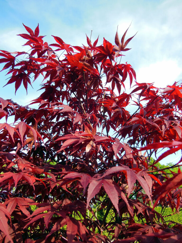 How to Grow Japanese Maple Trees