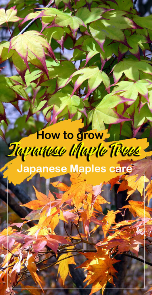 Japanese Maples