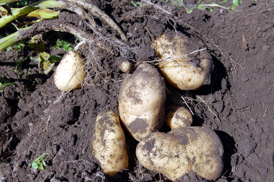 Growing Potato in pots