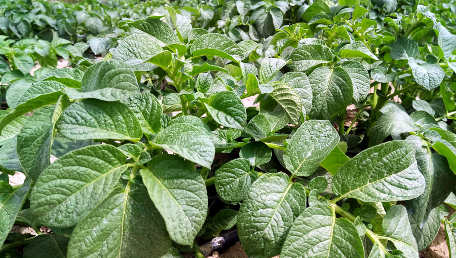 Growing Potato in pots