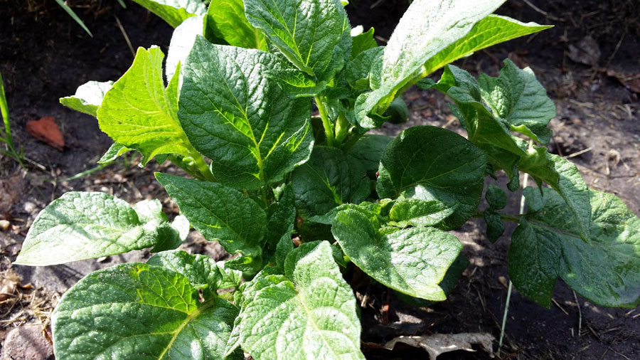 Growing Potato in pots