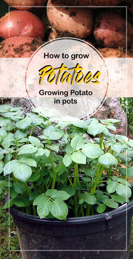 Growing Potato in pots