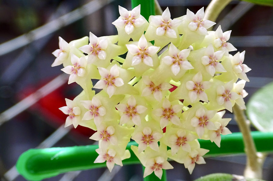 Porcelain Flower | Wax flower