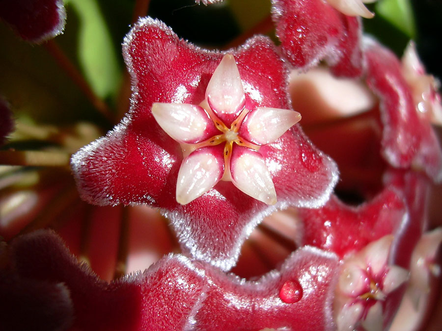 Hindu Rope Plant | Hoya plant