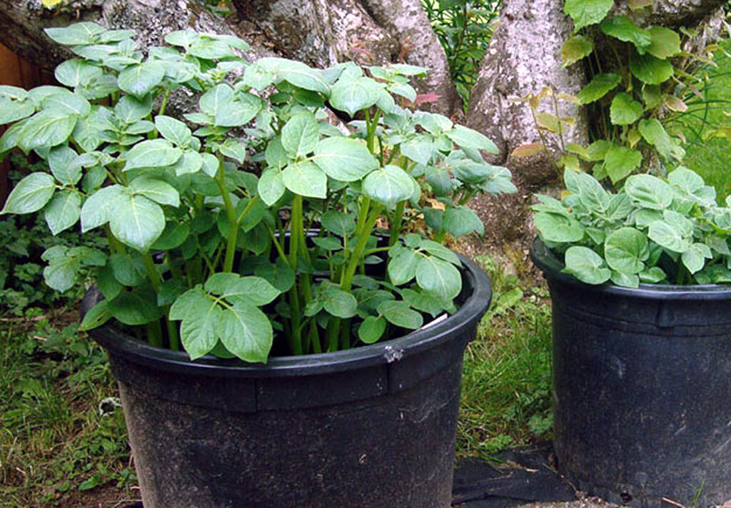 How to Grow Potatoes in Container