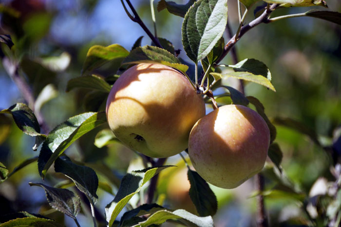 Apple Tree Varieties