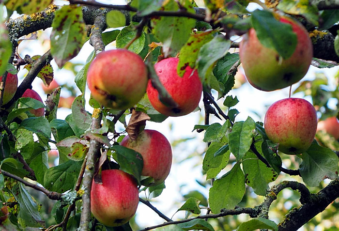 15 типов яблонь для выращивания
