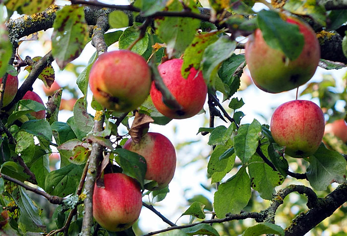 15 Type of Apple Trees to Grow