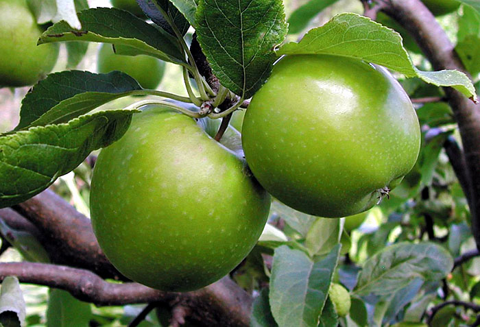 15 Type of Apple Trees to Grow