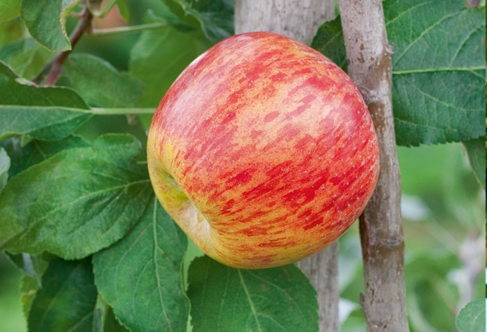 15 Type of Apple Trees to Grow