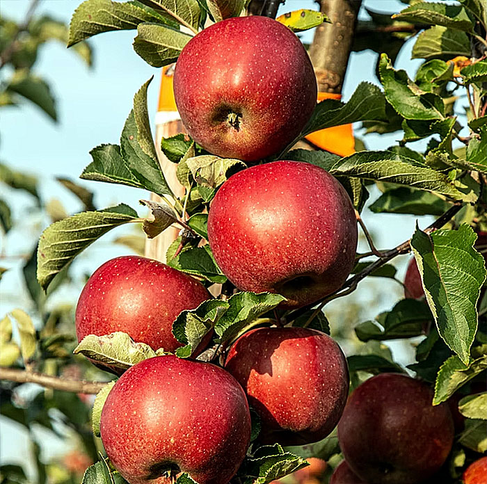 Apple Trees