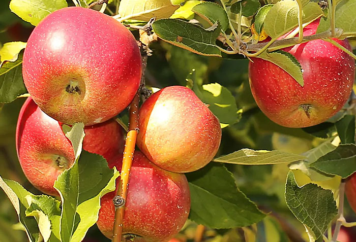 Best Apple Tree Varieties