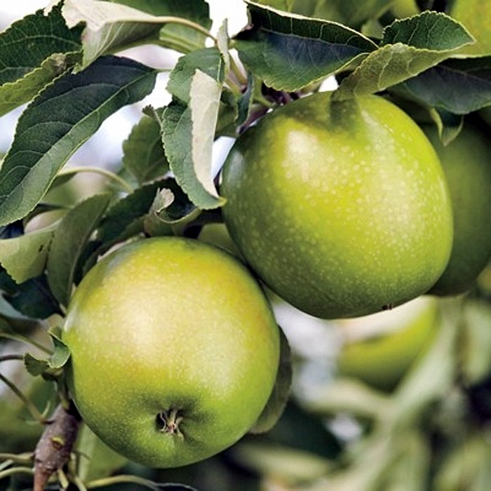 15 Type of Apple Trees 