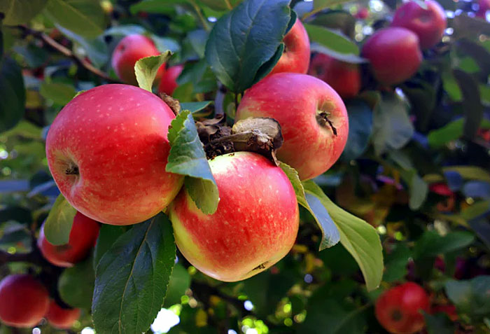 Apple Trees