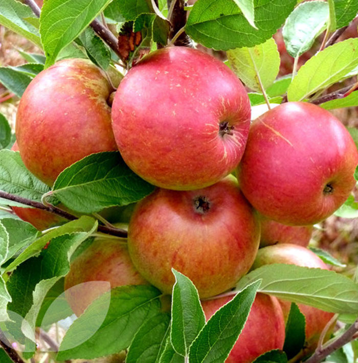 Apple Trees