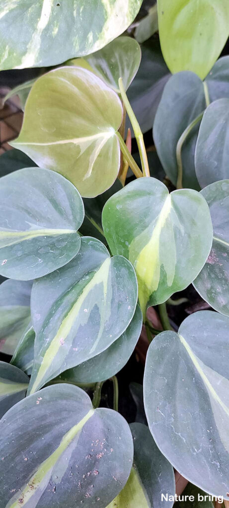 Philodendron plants Growing from cuttings