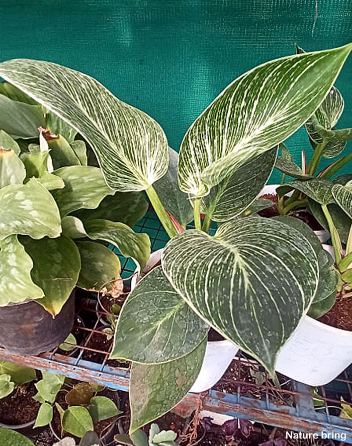 Philodendron