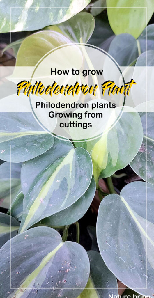 Philodendron Plant