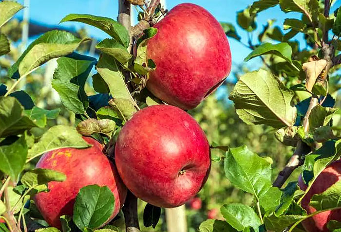 Best Apple Tree Varieties