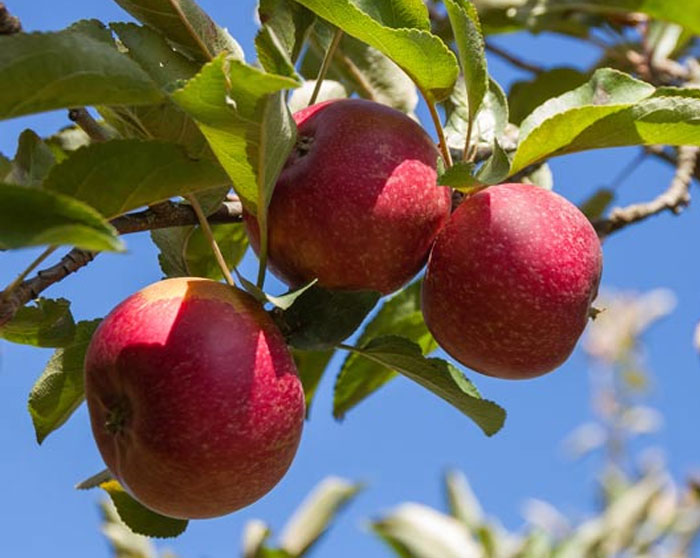 Best Apple Tree Varieties