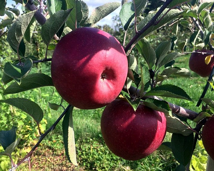 Best Apple Tree Varieties