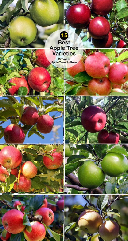 Тип яблонь для выращивания