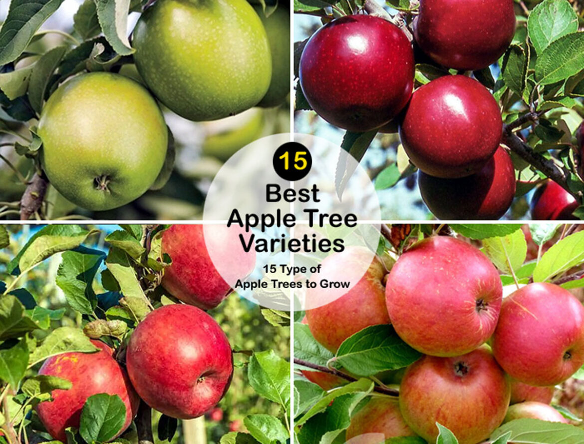 15 Type of Apple Trees to Grow | Best Apple Tree Varieties
