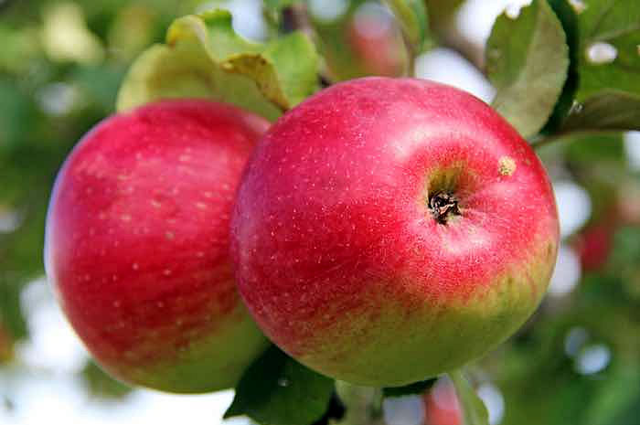 15 типов яблонь для выращивания