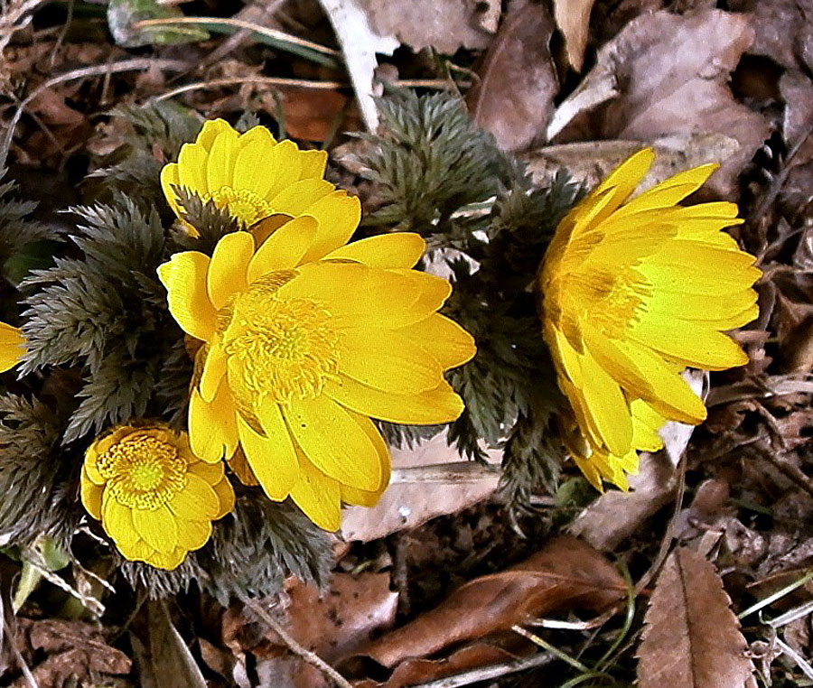 Amur Adonis Plant