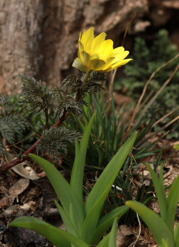 pheasant's eye