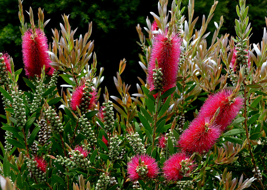 Bottle Brush Plant