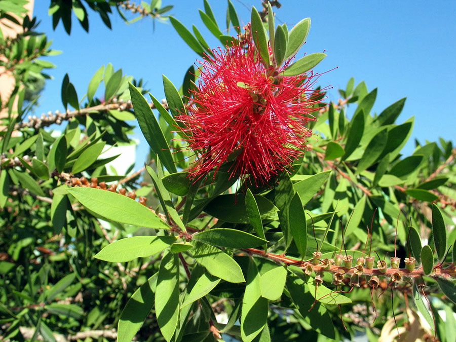 Wood Bottle Brush With Cotton Tip - What's Good