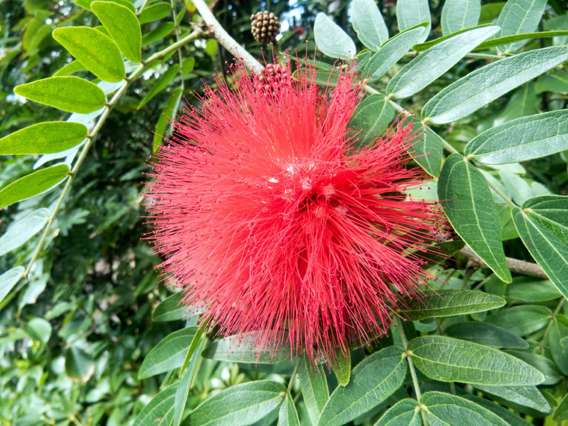 How to Grow Bottle Brush Plant | Bottle Brush Trees care